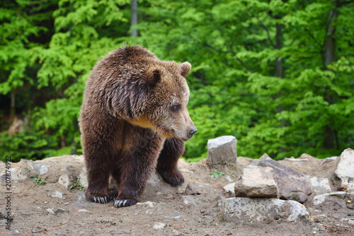 Young brown bear in the summer forest.