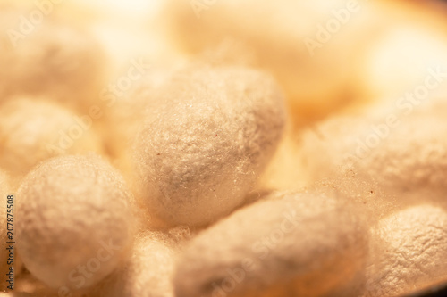 white cocoons of silkworm