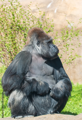 male gorilla in the zoo