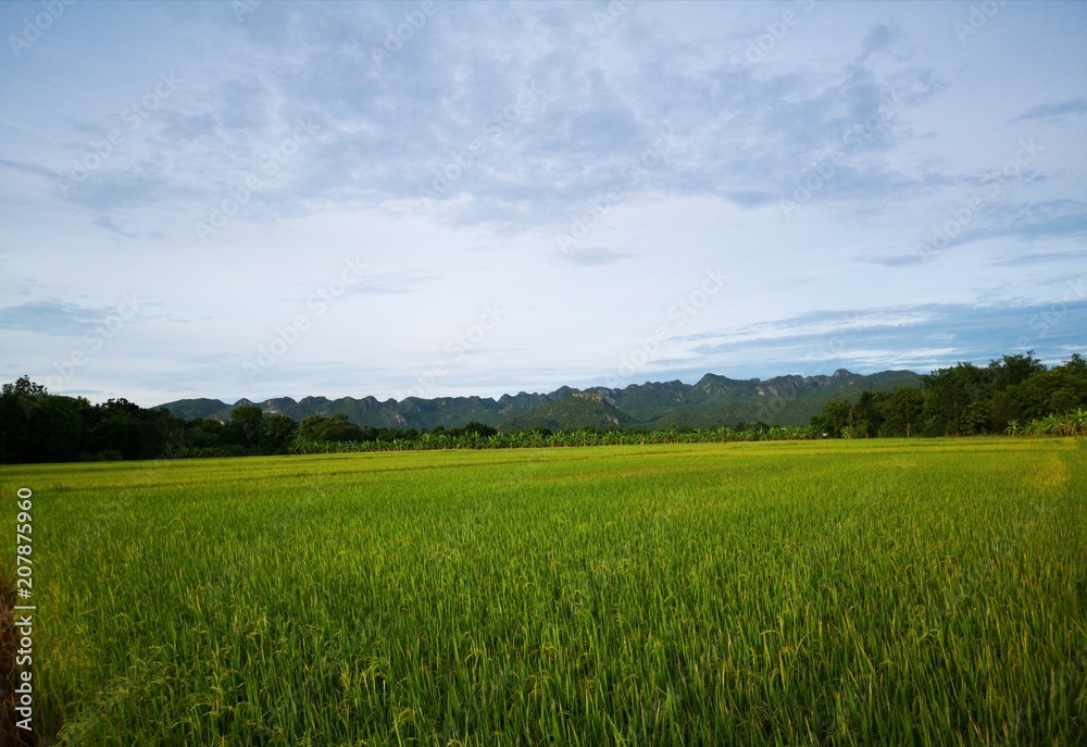 Fototapeta premium The beautiful view of the rice field