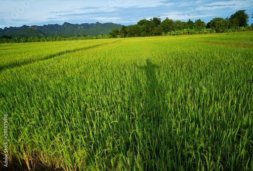 The shadow on the rice field