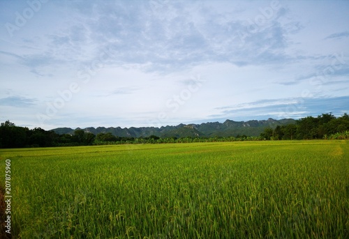 The beautiful view of the rice field