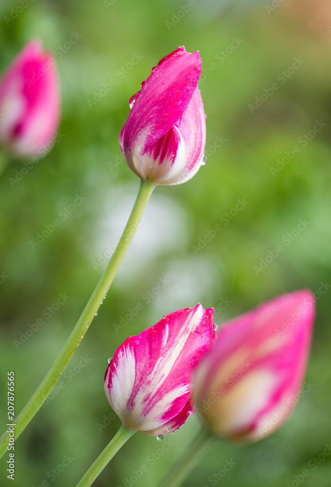 Fototapeta premium Water drop on pink tulip's