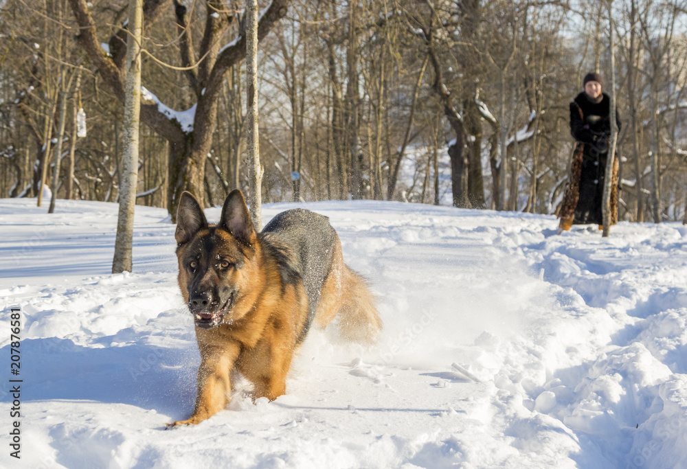 German Shepherd plays in the snow