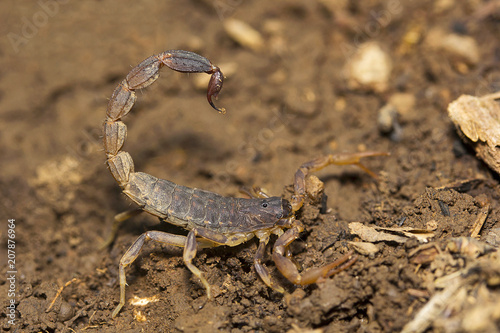 Bark scorpion, Lychas sp, Butheidae, Agumbe ARRSC, Karnataka
