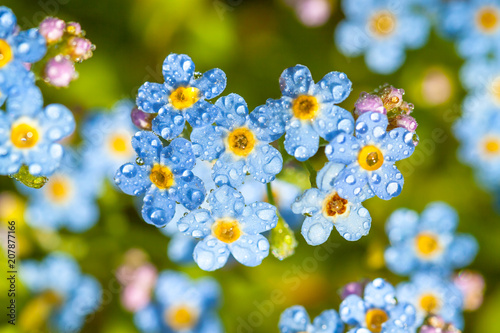 blue flowers forget-me-nots