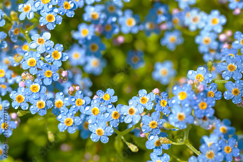 blue flowers forget-me-nots