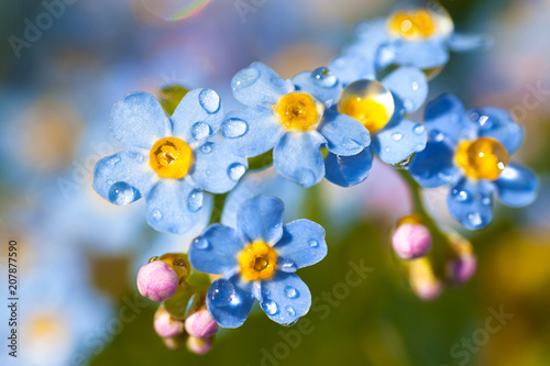 blue flowers forget-me-nots