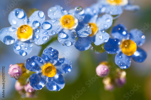 blue flowers forget-me-nots