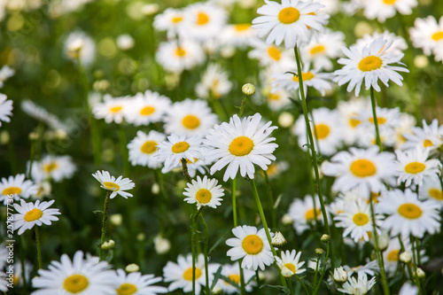 Flowers, flowers chrysanthemum, Chrysanthemum wallpaper