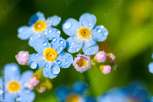 blue flowers forget-me-nots