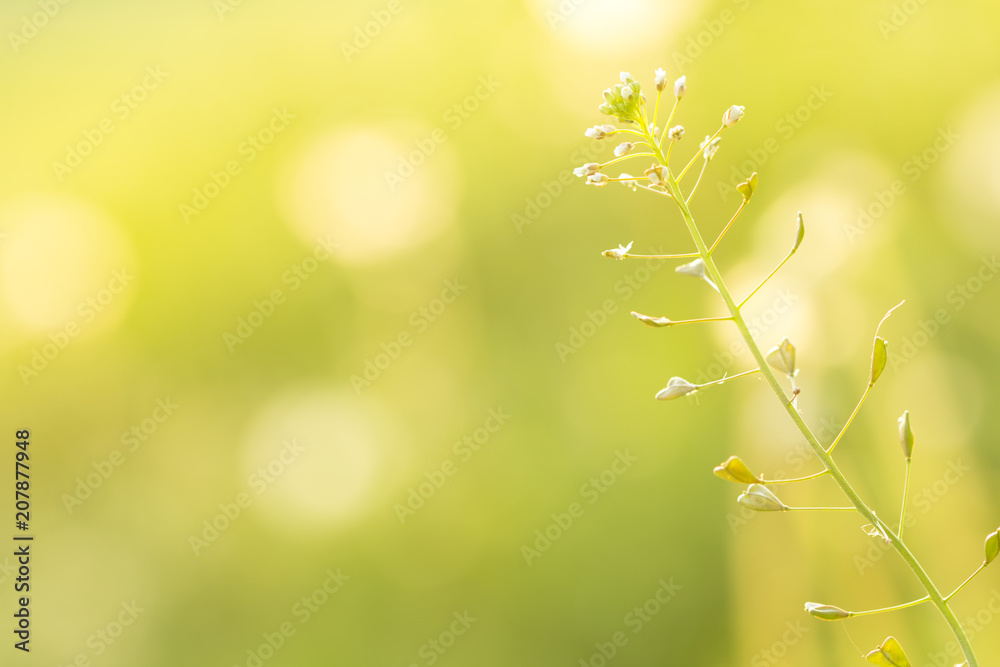Beautiful spring flower in the meadow in the morning light. Soft focus photo. 