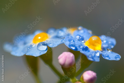 blue flowers forget-me-nots