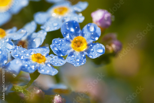 blue flowers forget-me-nots