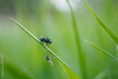 Fly on grass macro closeup
