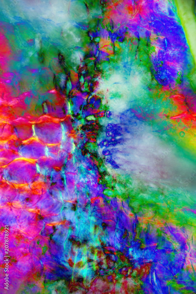 Fototapeta premium Manipulated, abstract micrograph of bracts of a daisy.