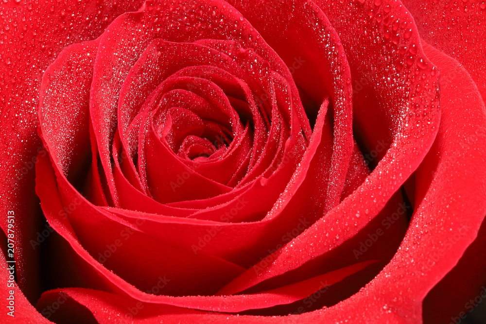 Red Rose Red Rose
