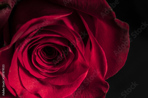 Fototapeta Naklejka Na Ścianę i Meble -  Red Rose