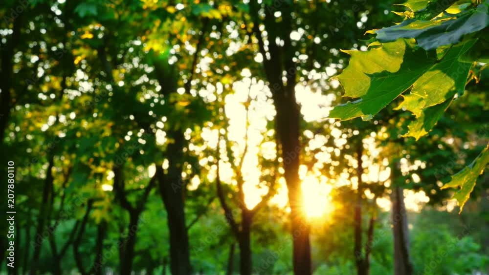 Summer sunset in the forest. Beautiful nature. Summer sunset in the forest. Beautiful nature.