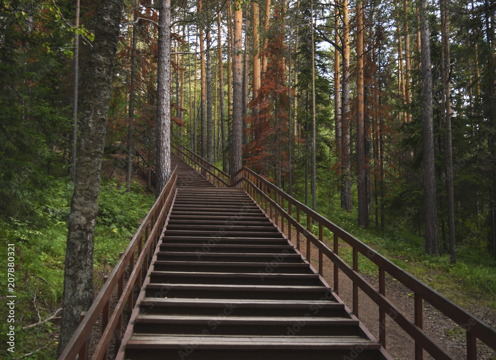 Wooden, long staircase in the green forest. Wooden, long staircase in the green forest.
