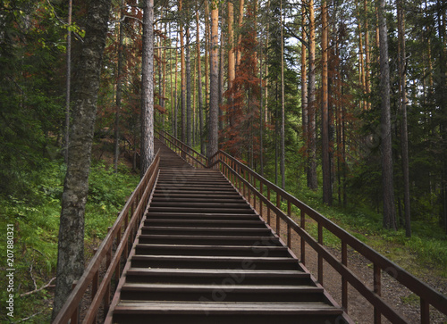 Wooden  long staircase in the green forest.