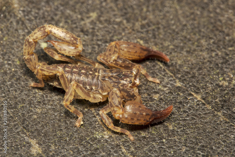 Scorpion, Chaerilus pictus, Chaerilidae, Manu,Tripura, India