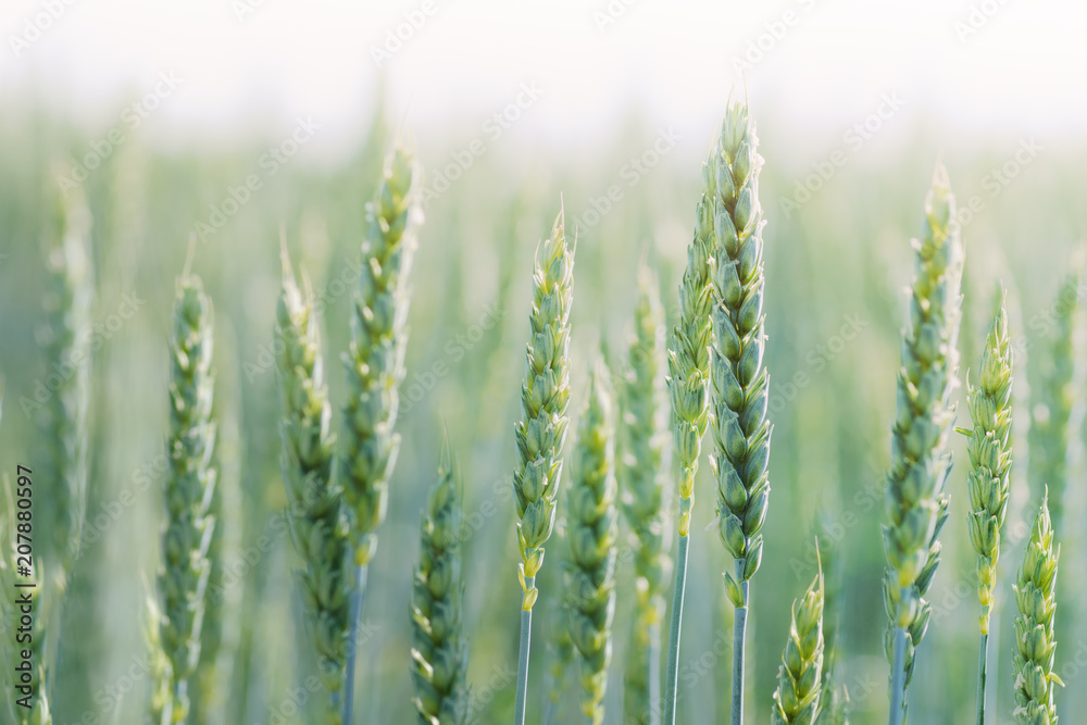 Green wheat field. Young growing wheat ears close-up Green wheat field. Young growing wheat ears close-up