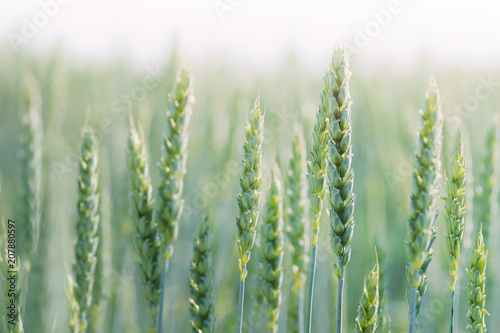 Green wheat field. Young growing wheat ears close-up