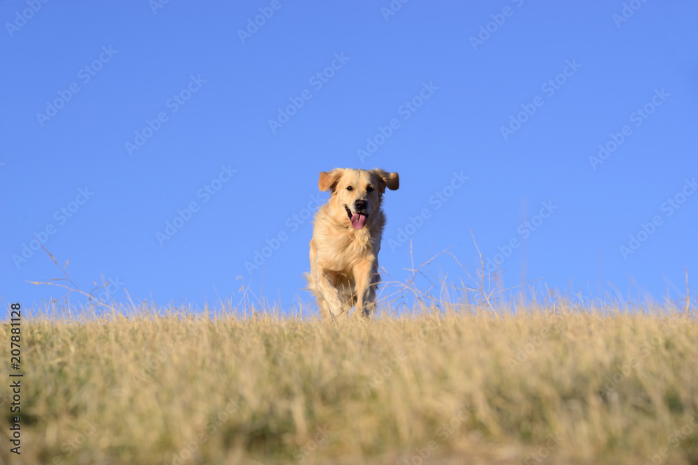 Golden Retriever dog in the field.