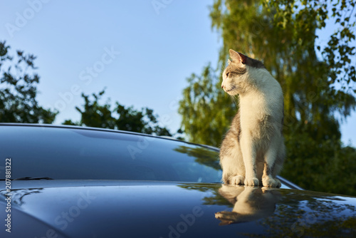   Cat enjoying sunset while resting on car 
