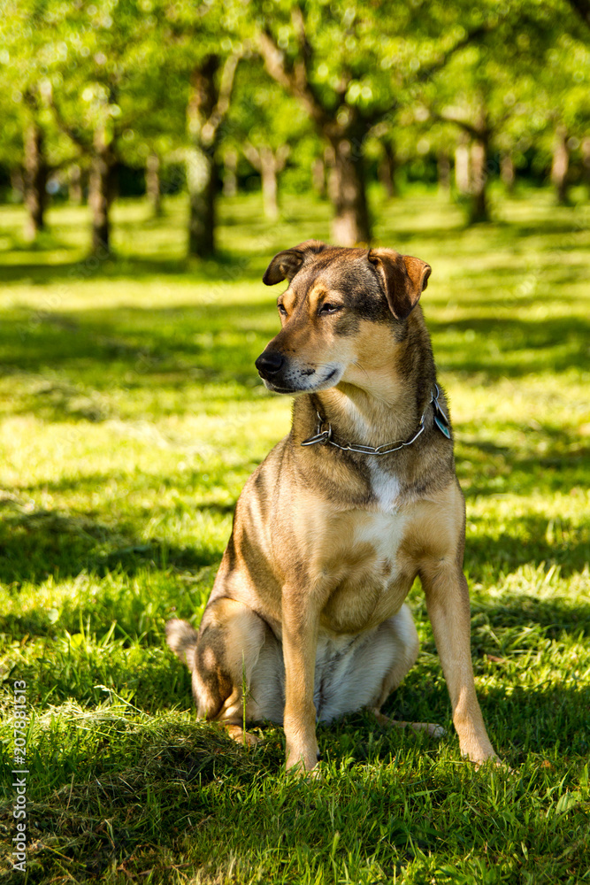 Cute mixed breed dog in meadow.