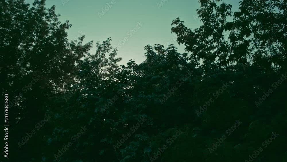 Morning sun through trees, misty sunset, slow motion Morning sun through trees, misty sunset, slow motion