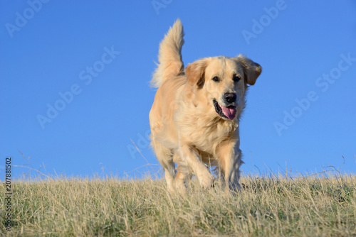 Golden Retriever dog in the field.
