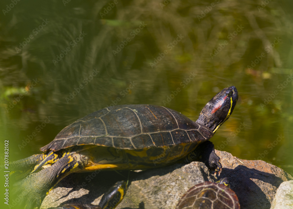 Obraz premium Sunbathing of beautiful turtle in pond in a spring day
