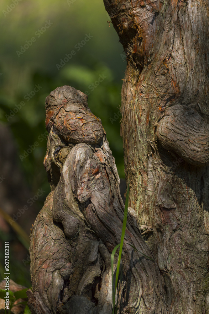 Obraz premium Awesome wood natural sculpture in a national park