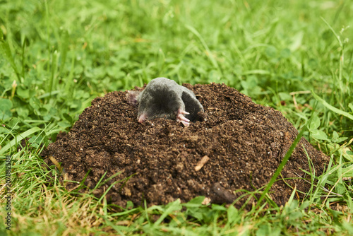 Close up of Mole in garden. Talpa europaea, crawling out of brown molehill, green grass lawn background. Selective focus