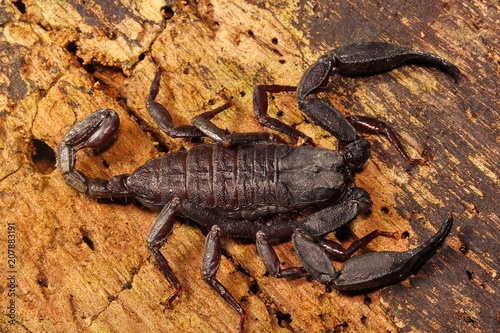 Scorpion, Euscorpiops longimanus, Euscorpiidae, Jampue hills, Tripura