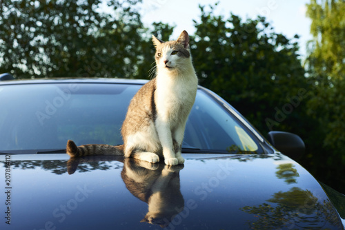  Cat enjoying sunset while resting on car 