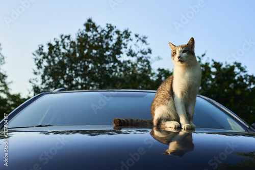 Fototapeta Naklejka Na Ścianę i Meble -    Cat enjoying sunset while resting on car 