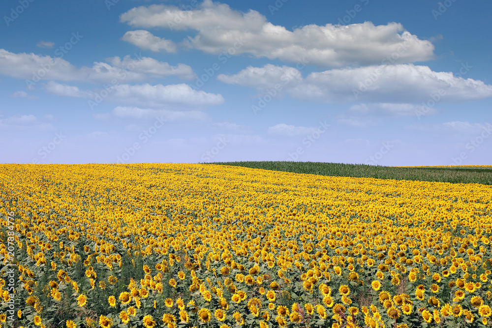bright sunflower field landscape agriculture summer season