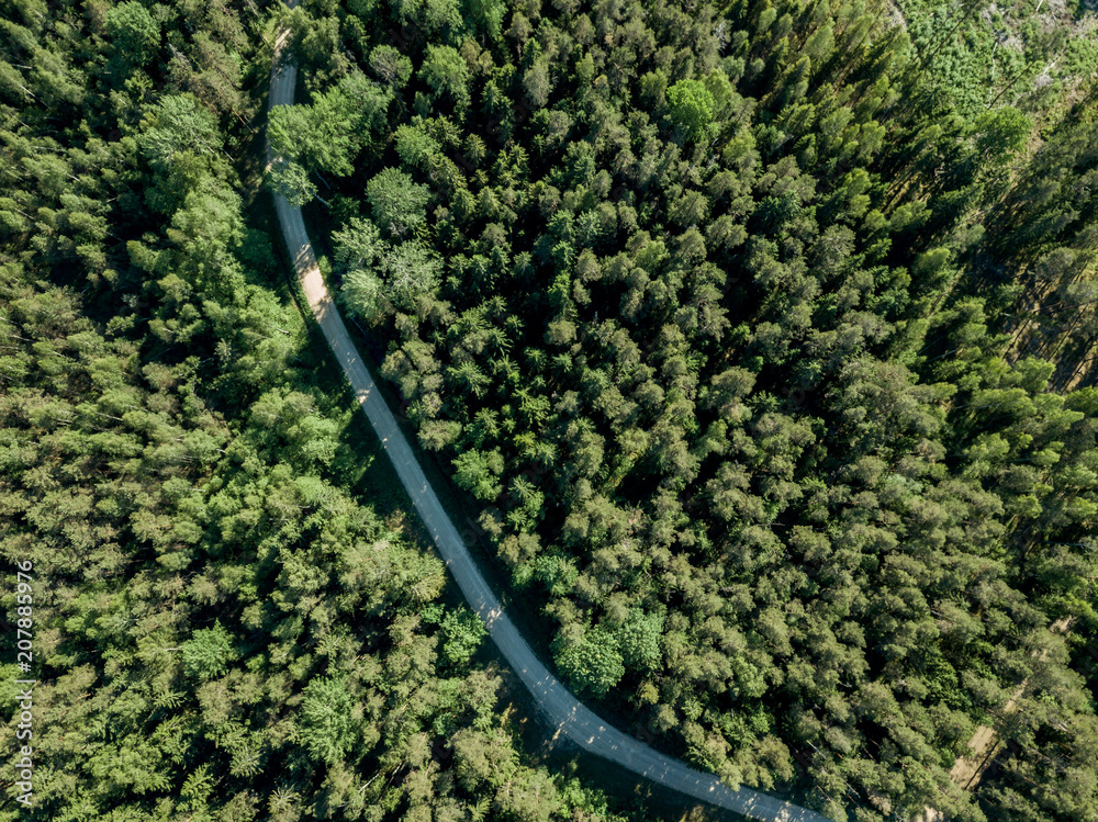 drone image. gravel road surrounded by pine forest from above