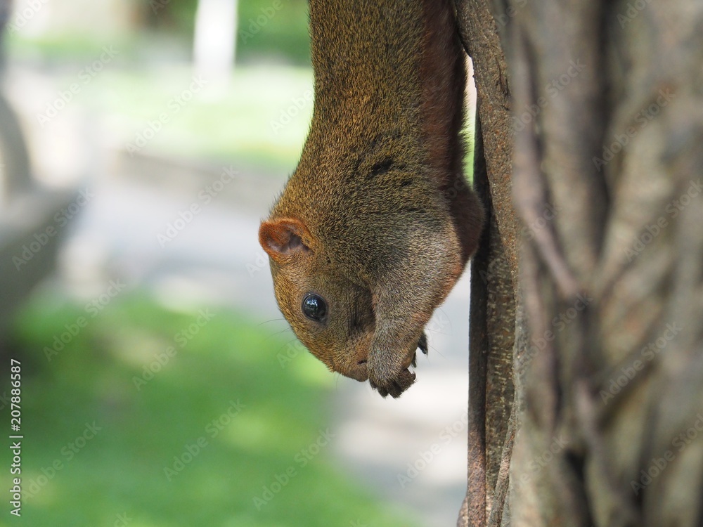 Fototapeta premium Squirrel on a tree eating beans. It's small and cute, nimble and smart.