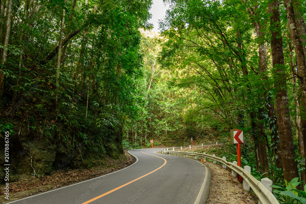 Road in the forest. Philippines - Bohol island