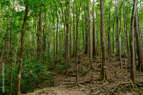Bilar Man-Made Forest. Bohol, Philippines