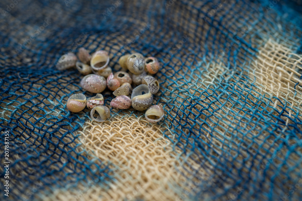 Shell beads from the ocean Shell beads from the ocean