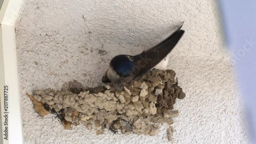 Swallow bird builds a nest of clay on the wall of the house