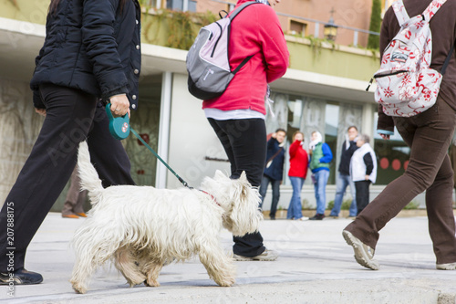 Wallpaper Mural On the sidewalk are pedestrians in the foreground of a man with a dog Torontodigital.ca