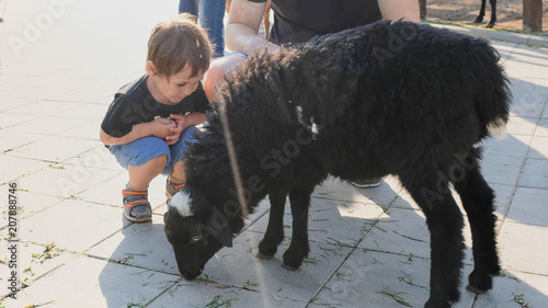 cute kids feeding lamb with grass, countryside photo