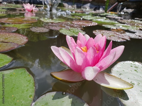 Leaves of the water lily swim in the pond   water lilies