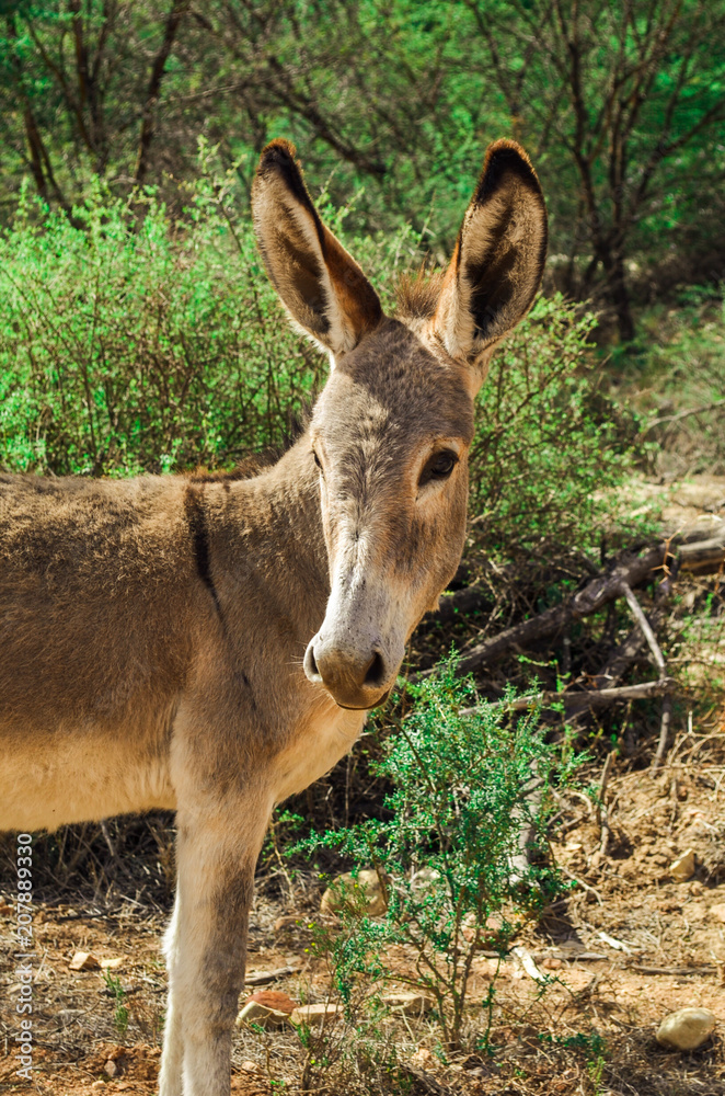 Fototapeta premium Donkey in wild close-up, south africa